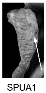 Score 1 pour SPUA - Illustration