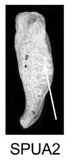 Score 2 pour SPUA - Illustration