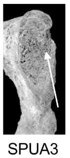 Score 3 pour SPUA - Illustration