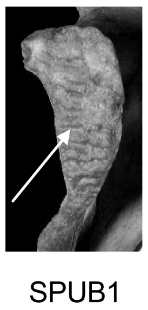 Score 1 pour SPUB - Illustration