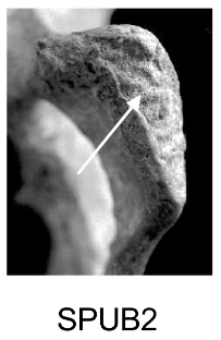 Score 2 pour SPUB - Illustration