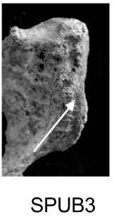 Score 3 pour SPUB - Illustration