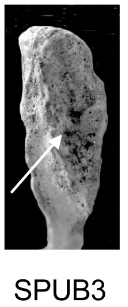 Score 3 pour SPUB - Illustration