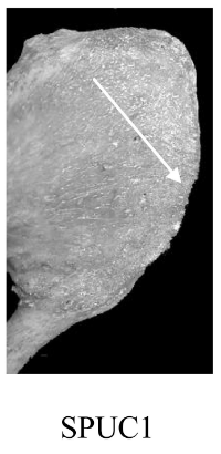 Score 1 pour SPUC - Illustration