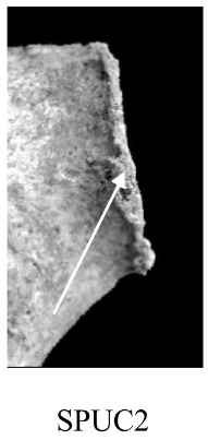 Score 2 pour SPUC - Illustration